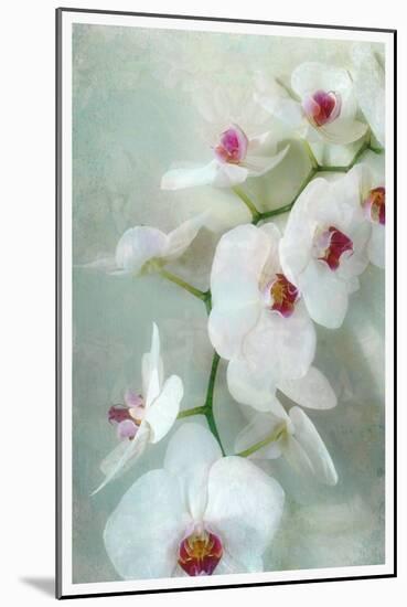 Composing of a White Orchid with Lucent Texture-Alaya Gadeh-Mounted Photographic Print