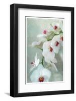 Composing of a White Orchid with Lucent Texture-Alaya Gadeh-Framed Photographic Print