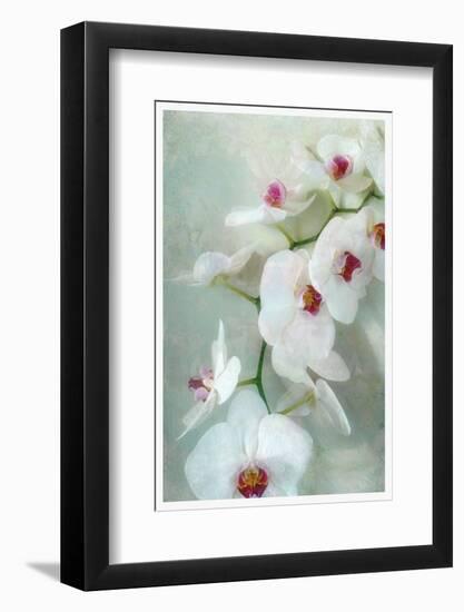 Composing of a White Orchid with Lucent Texture-Alaya Gadeh-Framed Photographic Print