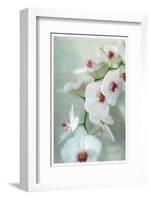 Composing of a White Orchid with Lucent Texture-Alaya Gadeh-Framed Photographic Print