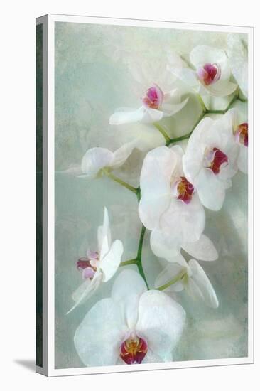 Composing of a White Orchid with Lucent Texture-Alaya Gadeh-Stretched Canvas