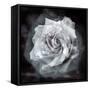 Composing of a White Rose Layered with Blossoms Infront of Black Background-Alaya Gadeh-Framed Stretched Canvas