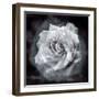 Composing of a White Rose Layered with Blossoms Infront of Black Background-Alaya Gadeh-Framed Photographic Print