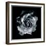Composing of a White Rose Layered with Blossoms Infront of Black Background-Alaya Gadeh-Framed Photographic Print
