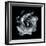 Composing of a White Rose Layered with Blossoms Infront of Black Background-Alaya Gadeh-Framed Photographic Print