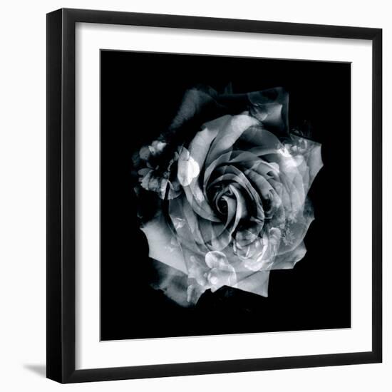 Composing of a White Rose Layered with Blossoms Infront of Black Background-Alaya Gadeh-Framed Photographic Print