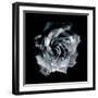 Composing of a White Rose Layered with Blossoms Infront of Black Background-Alaya Gadeh-Framed Photographic Print