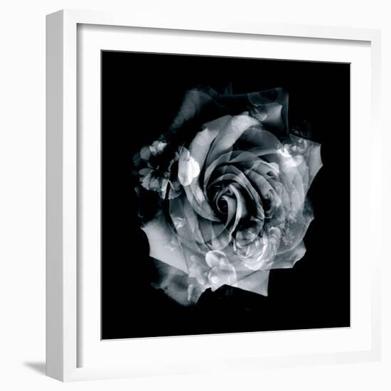 Composing of a White Rose Layered with Blossoms Infront of Black Background-Alaya Gadeh-Framed Photographic Print