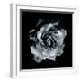 Composing of a White Rose Layered with Blossoms Infront of Black Background-Alaya Gadeh-Framed Photographic Print