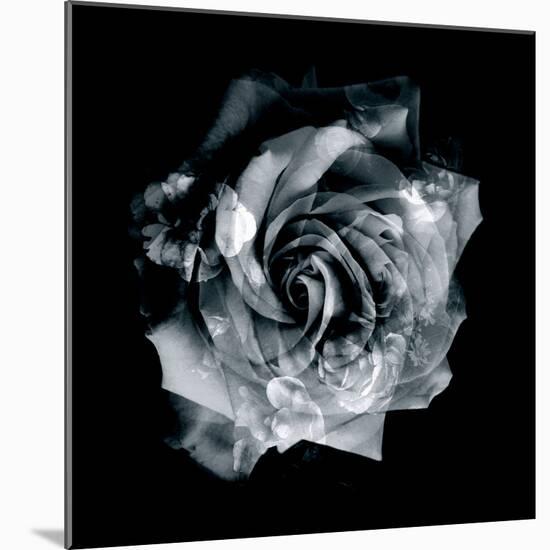 Composing of a White Rose Layered with Blossoms Infront of Black Background-Alaya Gadeh-Mounted Photographic Print