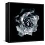 Composing of a White Rose Layered with Blossoms Infront of Black Background-Alaya Gadeh-Framed Stretched Canvas
