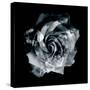 Composing of a White Rose Layered with Blossoms Infront of Black Background-Alaya Gadeh-Stretched Canvas