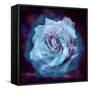 Composing of a White Rose Layered with Blue Tones and Blossoms-Alaya Gadeh-Framed Stretched Canvas