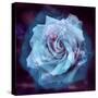 Composing of a White Rose Layered with Blue Tones and Blossoms-Alaya Gadeh-Stretched Canvas