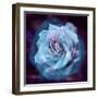 Composing of a White Rose Layered with Blue Tones and Blossoms-Alaya Gadeh-Framed Photographic Print