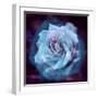 Composing of a White Rose Layered with Blue Tones and Blossoms-Alaya Gadeh-Framed Photographic Print