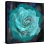 Composing of a White Rose Layered with Emerald and Blossoms-Alaya Gadeh-Stretched Canvas