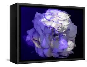 Composing of a White Rose with Purple Tones Infront of Black Background-Alaya Gadeh-Framed Stretched Canvas