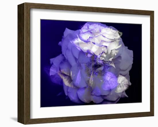 Composing of a White Rose with Purple Tones Infront of Black Background-Alaya Gadeh-Framed Photographic Print