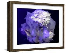 Composing of a White Rose with Purple Tones Infront of Black Background-Alaya Gadeh-Framed Photographic Print