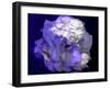 Composing of a White Rose with Purple Tones Infront of Black Background-Alaya Gadeh-Framed Photographic Print