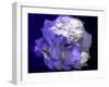 Composing of a White Rose with Purple Tones Infront of Black Background-Alaya Gadeh-Framed Photographic Print
