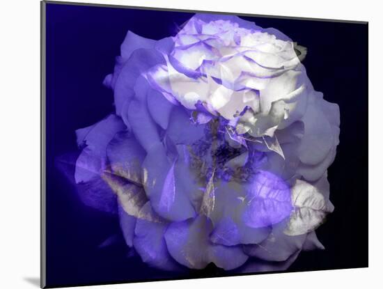 Composing of a White Rose with Purple Tones Infront of Black Background-Alaya Gadeh-Mounted Photographic Print