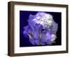 Composing of a White Rose with Purple Tones Infront of Black Background-Alaya Gadeh-Framed Photographic Print