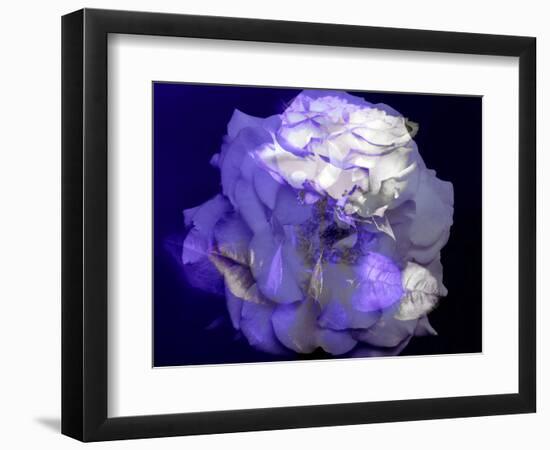 Composing of a White Rose with Purple Tones Infront of Black Background-Alaya Gadeh-Framed Photographic Print