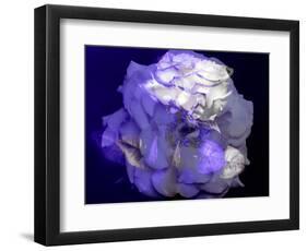 Composing of a White Rose with Purple Tones Infront of Black Background-Alaya Gadeh-Framed Photographic Print