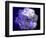 Composing of a White Rose with Purple Tones Infront of Black Background-Alaya Gadeh-Framed Photographic Print