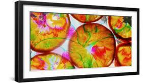 Composing of Blossoms and Slices of Orange-Alaya Gadeh-Framed Photographic Print