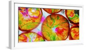 Composing of Blossoms and Slices of Orange-Alaya Gadeh-Framed Photographic Print