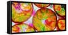 Composing of Blossoms and Slices of Orange-Alaya Gadeh-Framed Stretched Canvas