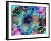 Composing of Coloured Flowers-Alaya Gadeh-Framed Photographic Print