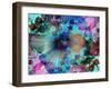 Composing of Coloured Flowers-Alaya Gadeh-Framed Photographic Print