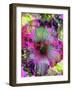 Composing of Coloured Flowers-Alaya Gadeh-Framed Photographic Print