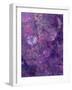 Composing of Flowers and Branches, Abstract, Mauve-Alaya Gadeh-Framed Photographic Print