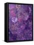 Composing of Flowers and Branches, Abstract, Mauve-Alaya Gadeh-Framed Stretched Canvas