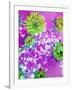 Composing of Green-Yellow Blossoms in Pink Water with White Flowering Branch-Alaya Gadeh-Framed Photographic Print