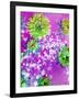 Composing of Green-Yellow Blossoms in Pink Water with White Flowering Branch-Alaya Gadeh-Framed Photographic Print