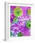 Composing of Green-Yellow Blossoms in Pink Water with White Flowering Branch-Alaya Gadeh-Framed Photographic Print