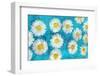 Composing of White Daisies on Blue Background-Alaya Gadeh-Framed Photographic Print