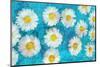 Composing of White Daisies on Blue Background-Alaya Gadeh-Mounted Photographic Print