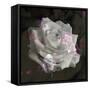 Composing, White Rose Layered with Pink Blossoms on Black Background-Alaya Gadeh-Framed Stretched Canvas