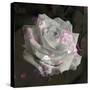 Composing, White Rose Layered with Pink Blossoms on Black Background-Alaya Gadeh-Stretched Canvas