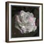Composing, White Rose Layered with Pink Blossoms on Black Background-Alaya Gadeh-Framed Photographic Print