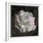 Composing, White Rose Layered with Pink Blossoms on Black Background-Alaya Gadeh-Framed Photographic Print