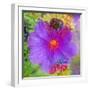 Composing with Coloured Blossoms-Alaya Gadeh-Framed Photographic Print