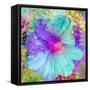 Composing with Coloured Blossoms-Alaya Gadeh-Framed Stretched Canvas